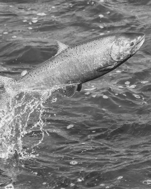 Field Performance Salmon Adult Working Dog Feed - Hunters Natural