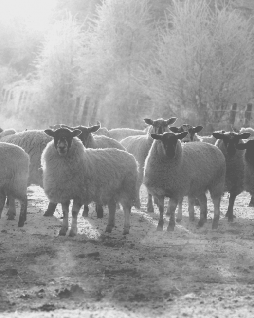 Hunters Natural Field Performance Farm Lamb Working Dog Feed For Working Sheep Dogs, Gun Dogs and Agility Dogs